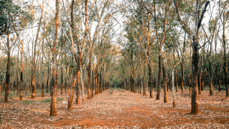 natural rubber trees